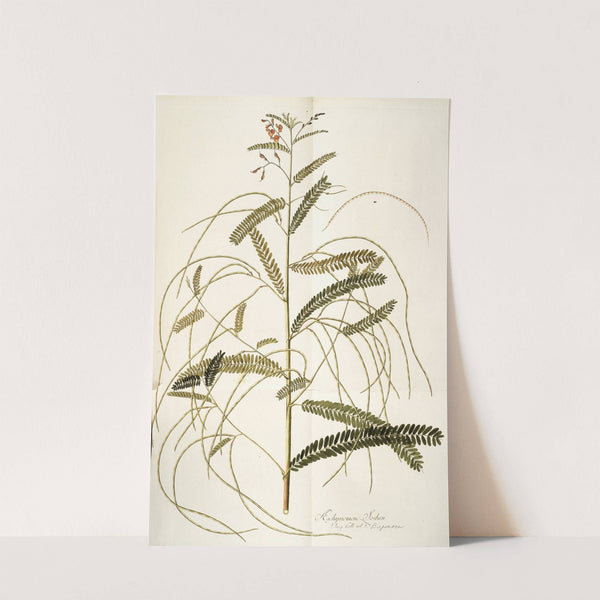 Aeschynomene bispinosa by Nikolaus Joseph Freiherr von Jacquin