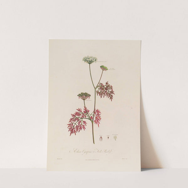 Aethusa Cynapium ; or Fool’s Parsley. (1799–1810) by Robert John Thornton