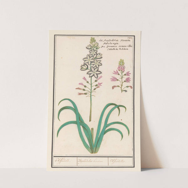 Affodil (Asphodelus) Affodille. Asphodelius heroion Afrodilles. (1596-1610) by Anselmus Boëtius de Boodt