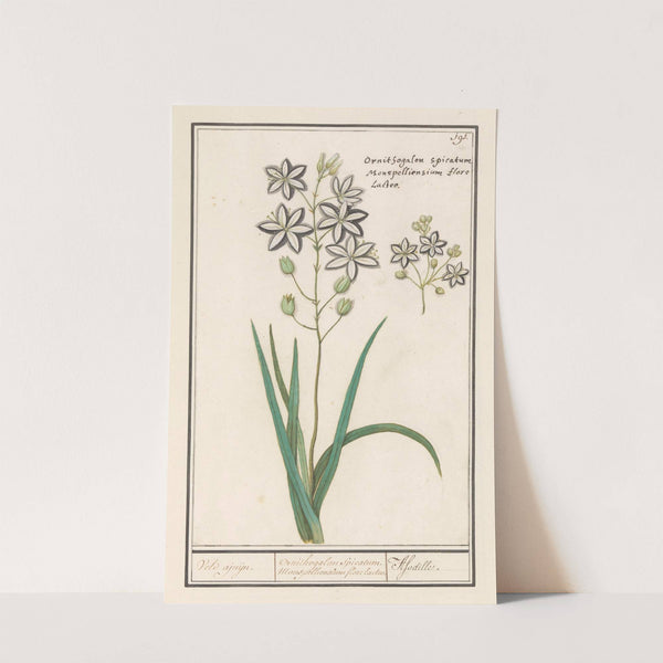 Affodil (Asphodelus) Veld ajuijn. Ornithogalon Spicatum. Monspelliensium florelacteo. Afodille. (1596-1610) by Anselmus Boëtius de Boodt