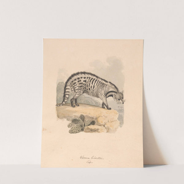 African Civet by Samuel Howitt