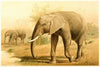 African Elephant