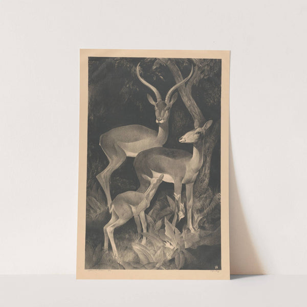 African goats (1903 - 1932) by Adriaan J. van '''t Hoff