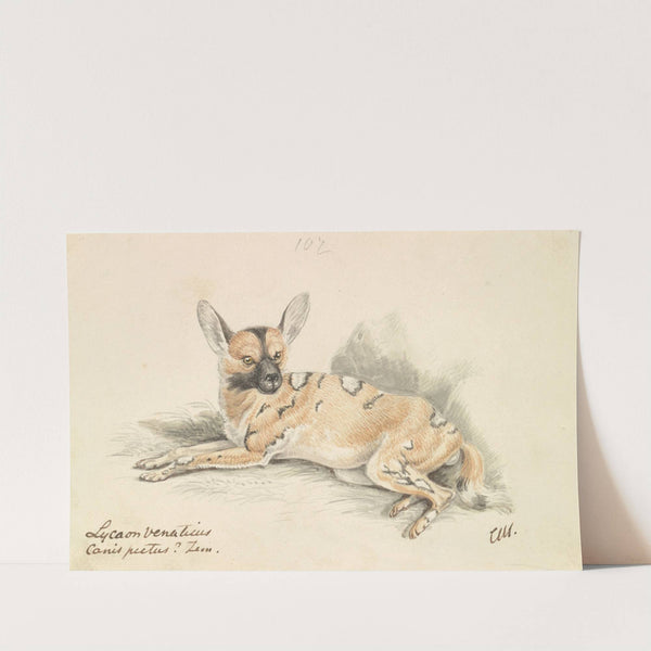 African Wild Dog (1837) by Charles Hamilton Smith