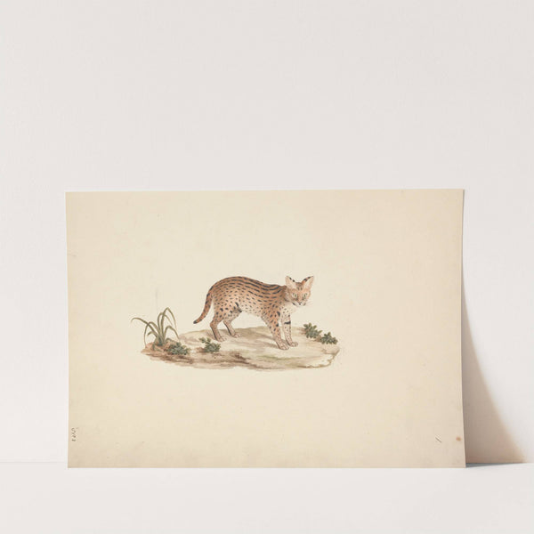 African Wildcat or Serval