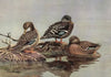 African Yellow-Billed Duck, African Black Duck, Meller’s Duck