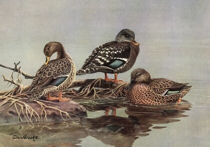 African Yellow-Billed Duck, African Black Duck, Meller’s Duck
