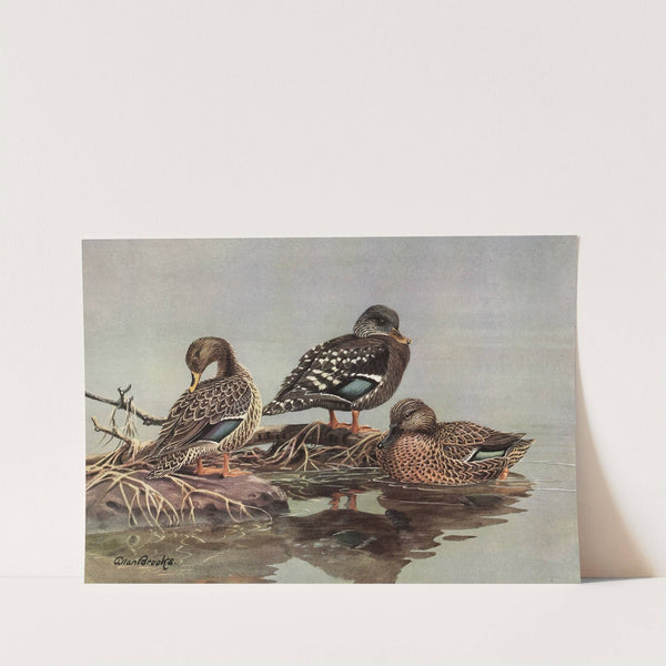 African Yellow-Billed Duck, African Black Duck, Meller’s Duck (1922-1926) by Allan Brooks