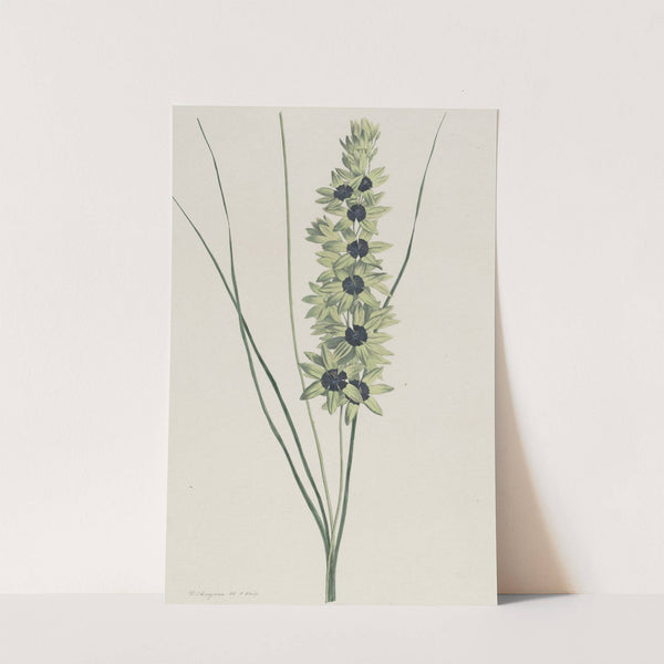 Afrikaanse iris (Ixia maculata viridis) by Hendrik Schwegman