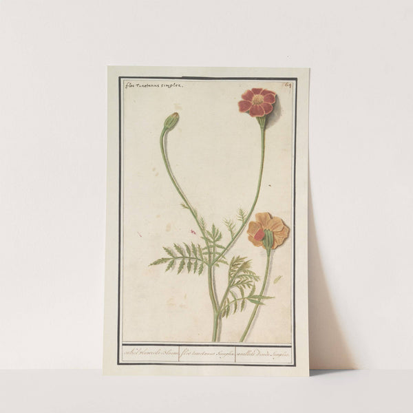 Afrikaantje (Tagetes) (1596-1610) by Anselmus Boëtius de Boodt