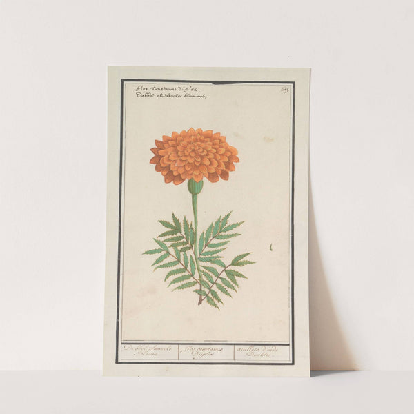 Afrikaantje (Tagetes) Dobbel vluweele Bloeme Flos tunetanus Duplex. Oeuilles d’inde Doubles. (1596-1610) by Anselmus Boëtius de Boodt