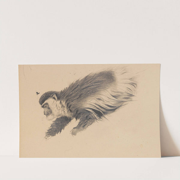 Afrikanischer Hundsaffe (Colobus guereza) (1900) by Wilhelm Kuhnert