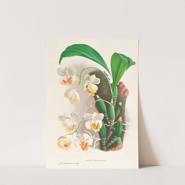 Aganisia tricolor by Jean Jules Linden