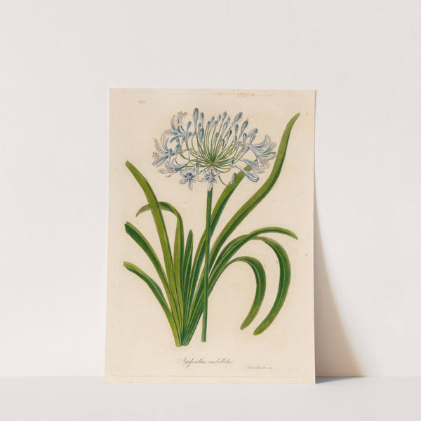 Agapanthus umbellatus (1818-1824) by Gaetano Savi