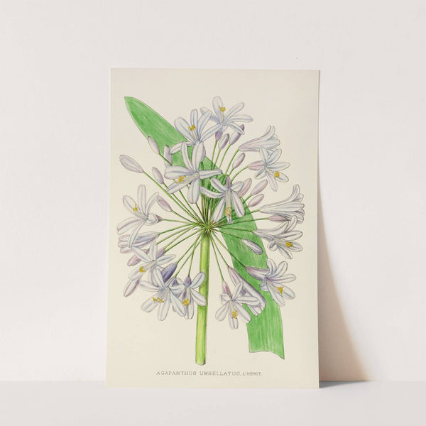Agapanthus Umbellatus by Illtyd Buller Pole-Evans