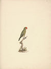 Agapornis taranta (Black-winged Lovebird)
