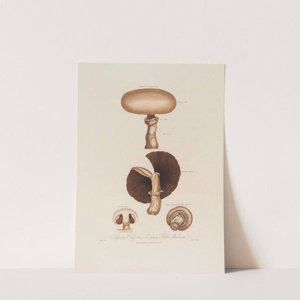 Agaricus Campestris ; or Common Field Mushroom (1799–1810) by Robert John Thornton