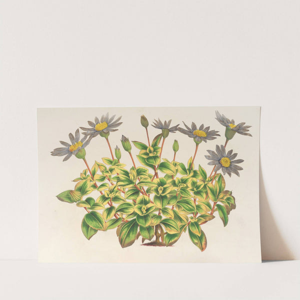 Agathæa cœlestis, fol. variegatis by Charles Antoine Lemaire