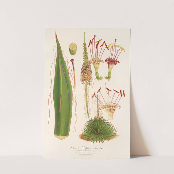 Agave filifera by Charles Antoine Lemaire