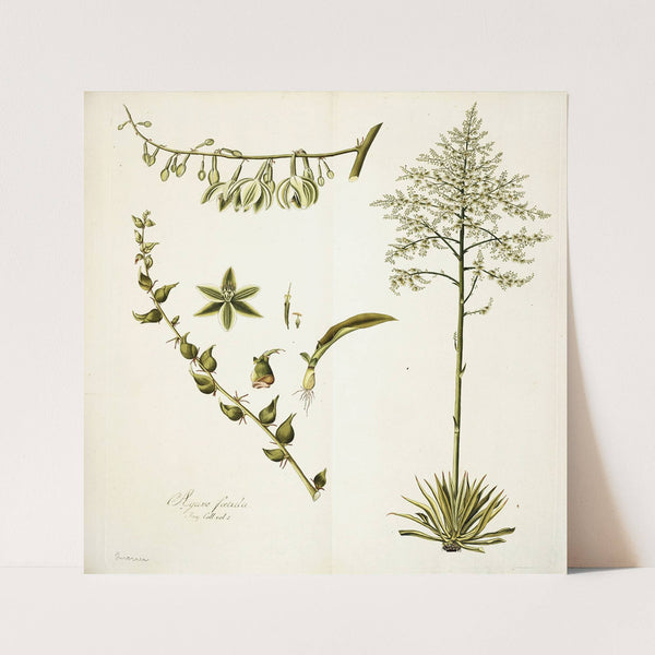 Agave foetida (1781-1793) by Nikolaus Joseph Freiherr von Jacquin