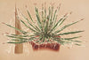 Agave schidigera