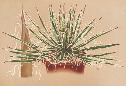 Agave schidigera