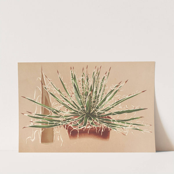 Agave schidigera by Charles Antoine Lemaire