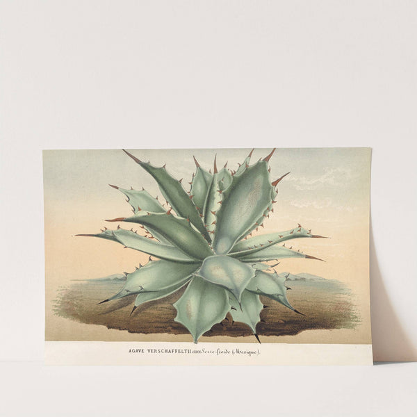 Agave Verschaffelti by Charles Antoine Lemaire