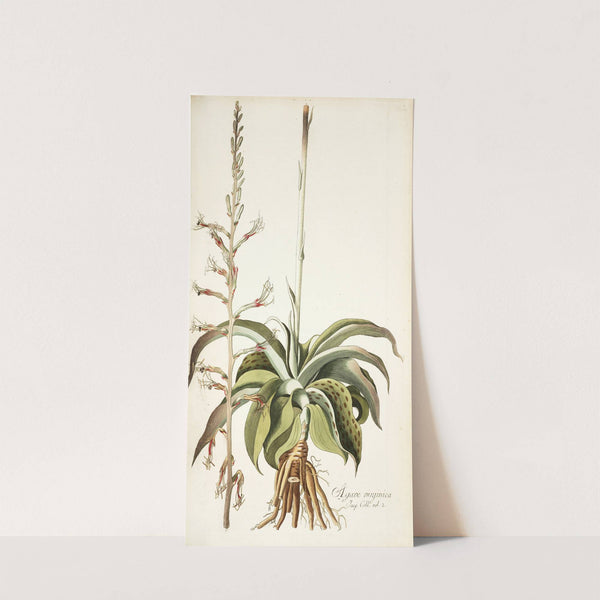 Agave virginica by Nikolaus Joseph Freiherr von Jacquin
