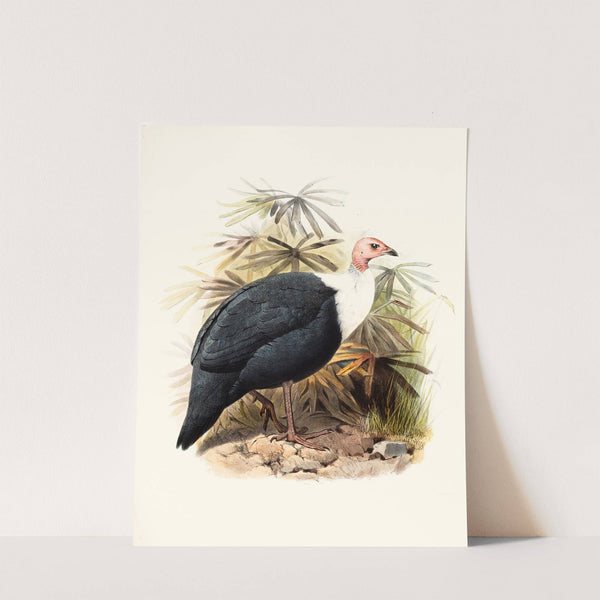 Agelastes meleagrides. by Joseph Smit