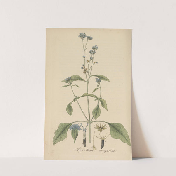 Ageratum conyzoides (1823) by William Jackson Hooker