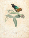 Aglaeactis Pamelae (1874-1877)