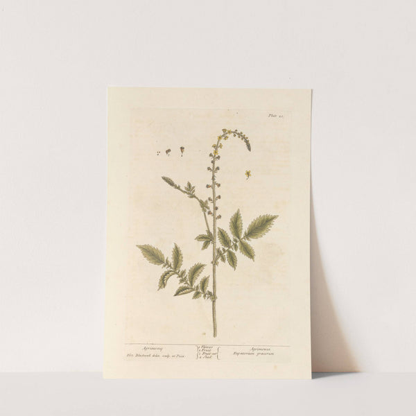 Agrimony by Elizabeth Blackwell