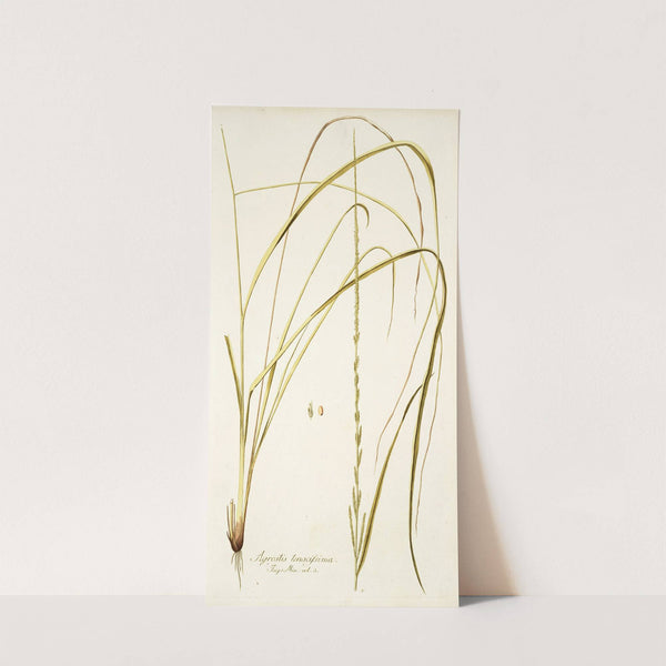 Agrostis tenacissima by Nikolaus Joseph Freiherr von Jacquin