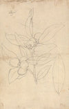 Aije (Diospyros mespiliformis)