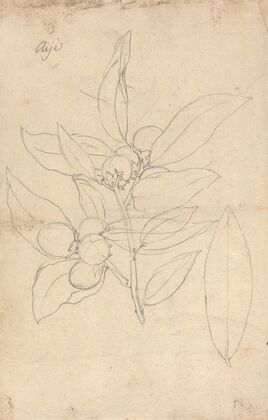 Aije (Diospyros mespiliformis)