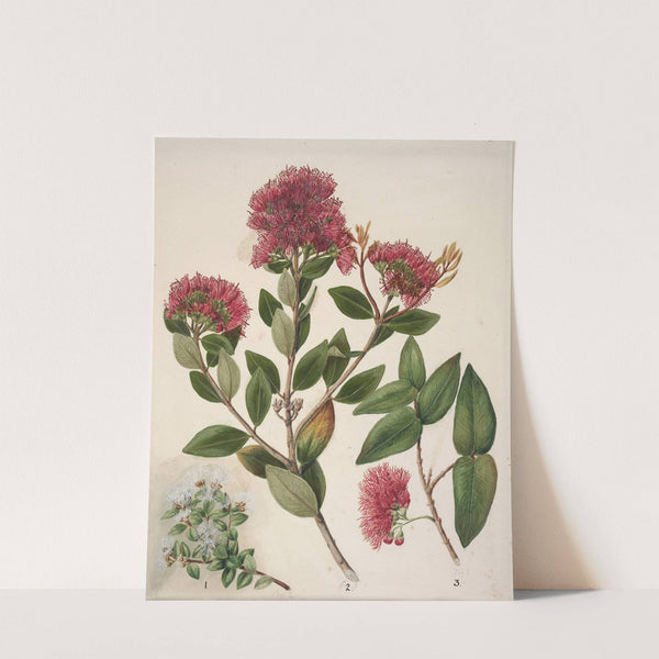 Aka. Rata by Sarah Featon