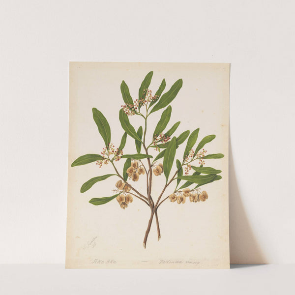 Akeake by Sarah Featon