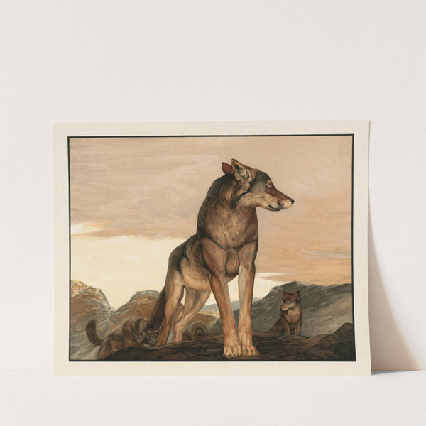 Akela the lone wolf (1903) by Charles Maurice Detmold