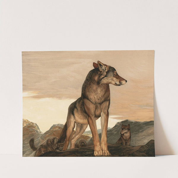 Akela The Lone Wolf by Charles Maurice Detmold