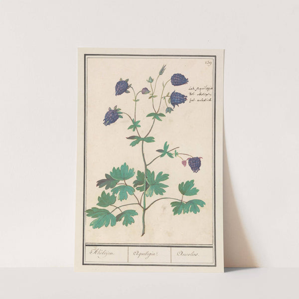 Akelei (Aquilegia) Akeleijen. Aquilegia. Aucolied (1596-1610) by Anselmus Boëtius de Boodt