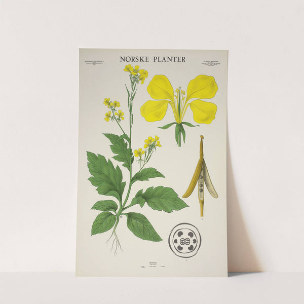 Åkersennep (1930) by Parmanns Læremiddel-anstalt