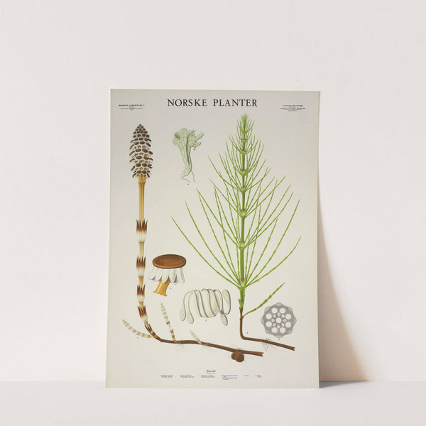 Åkersnelde (1930) by Parmanns Læremiddel-anstalt