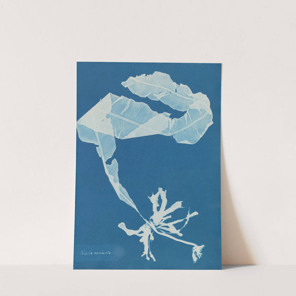 Alaria esculenta (1843-1853) by Anna Atkins