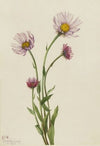 Glacierlily (Erythronium grandiflorum) (1899)