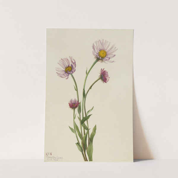 Alaska Fleabane (Erigeron salsuginosus) (1925) by Mary Vaux Walcott