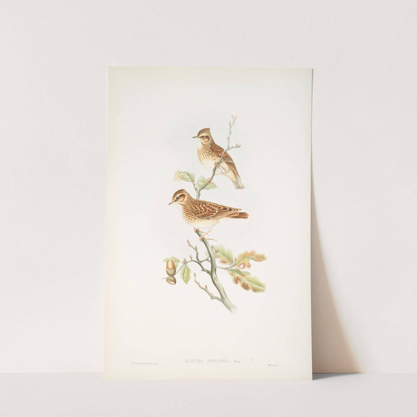 Alauda arborea. Wood-Lark. (1862-1873) by John Gould