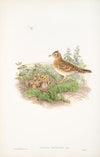 Alauda arvensis. Sky-Lark. (1862-1873)