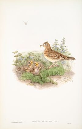 Alauda arvensis. Sky-Lark. (1862-1873)