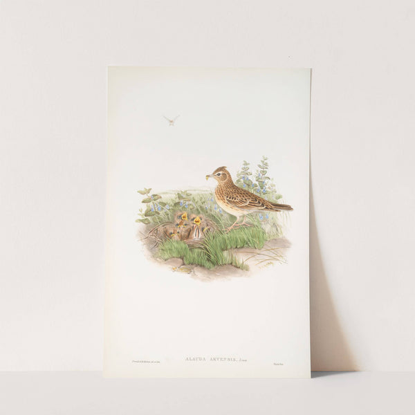 Alauda arvensis. Sky-Lark. (1862-1873) by John Gould